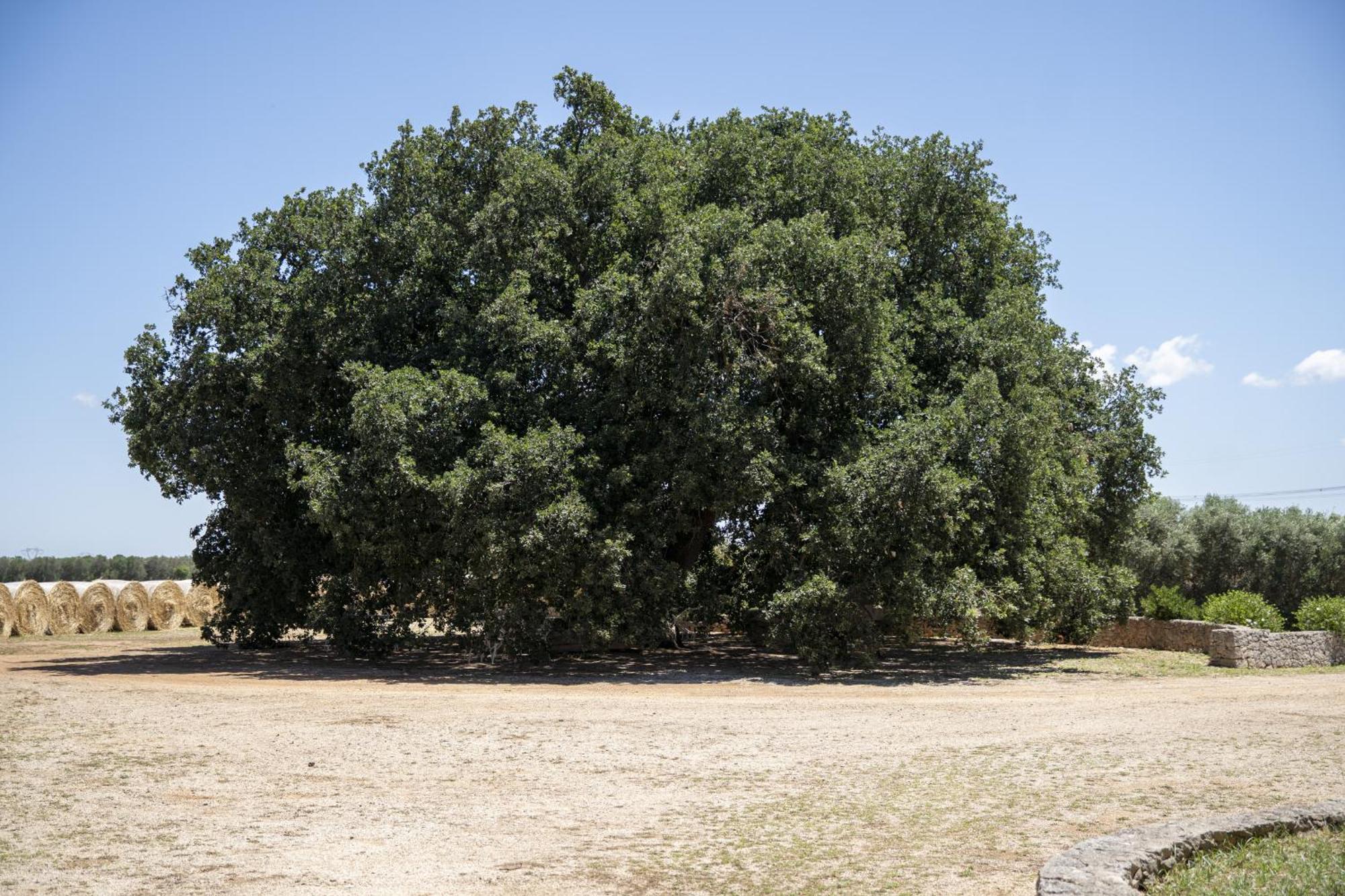 Masseria Palmo Francavilla Fontana Eksteriør bilde